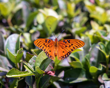 Butterfly pollinating flower
