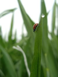 Close-up of insect on leaf against blurred background