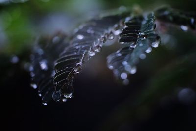 Close-up of wet leaves during monsoon