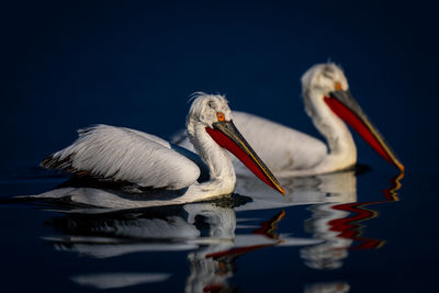 Close-up of pelican against black background