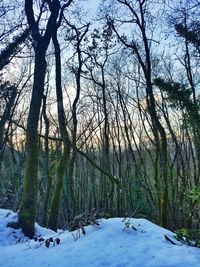 Trees on snow covered landscape