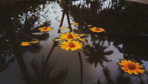 Close-up of yellow flowering plants in lake