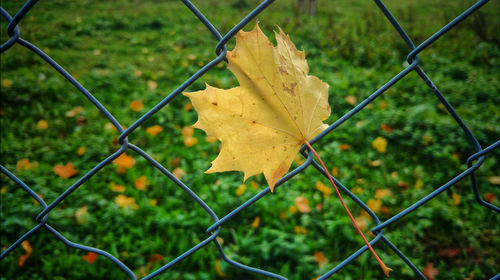 Close-up of chainlink fence