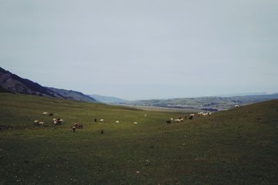 Flock of sheep grazing in a field