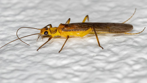 Close-up of insect