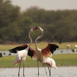 Bird on water