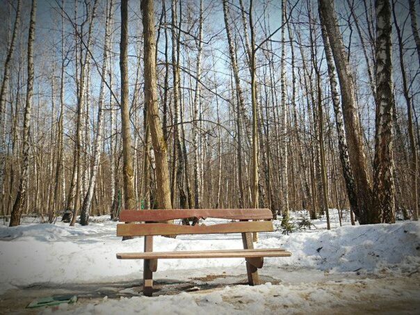 snow, winter, cold temperature, season, tree, weather, wood - material, bench, tranquility, covering, tranquil scene, nature, landscape, wooden, tree trunk, beauty in nature, frozen, field, empty, white color