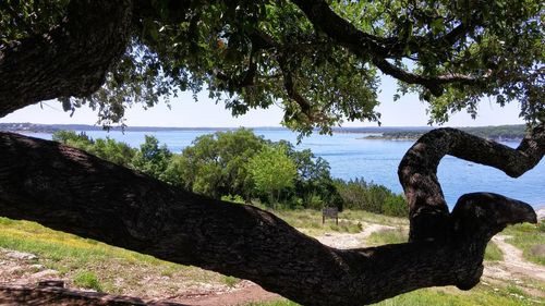 Scenic view of tree against sky