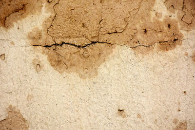 Old concrete walls have cracks in the background.