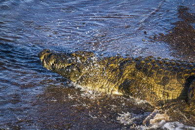 High angle view of crocodile in water