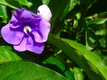 Close-up of purple iris blooming outdoors