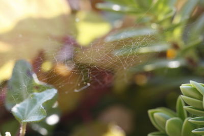 Close-up of spider web on plant