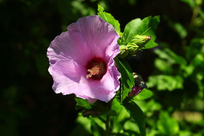 Close-up of pink flower