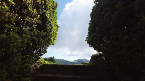 Low angle view of trees against sky