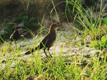 Animal on grassy field