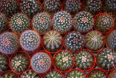Full frame shot of succulent plants