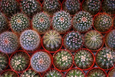 Full frame shot of succulent plants