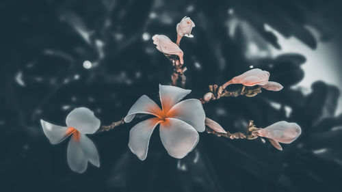 Close-up of white flowering plant