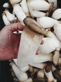 Close-up of hand holding mushrooms