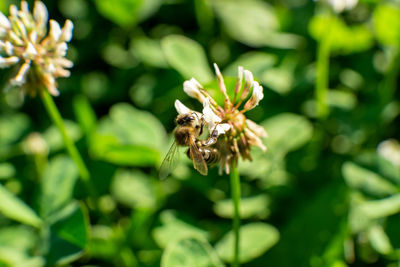 Close-up of bee pollinating on flower