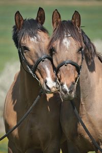 Horses in ranch