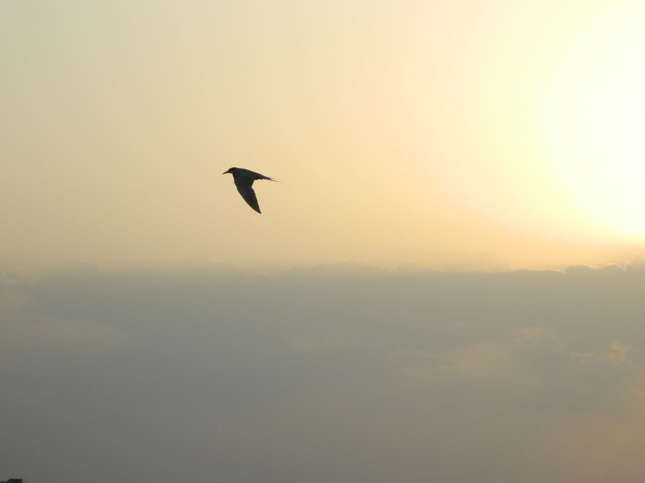 bird, flying, animal themes, wildlife, spread wings, sunset, mid-air, low angle view, sky, nature, beauty in nature, sun, outdoors, tranquility, scenics, no people, tranquil scene, avian