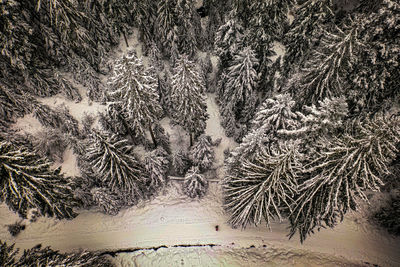 Pine trees in forest during winter