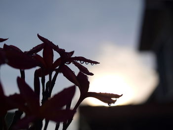 Close-up of silhouette leaves against sky during sunset