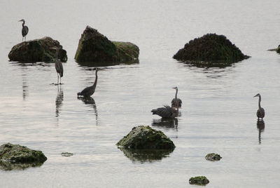 Ducks swimming in lake