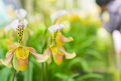 Close-up of yellow flowering plant