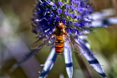 Close-up of bee pollinating on flower