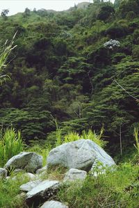 Scenic view of forest