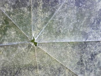 Close-up of water drops on leaf