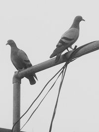 Low angle view of birds perching on tree