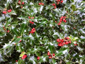 Red berries growing on plant