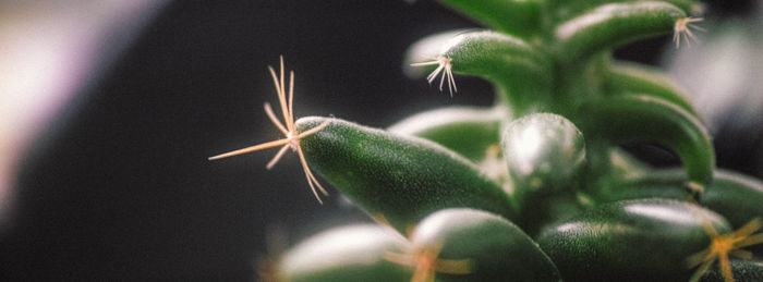 Close-up of plant