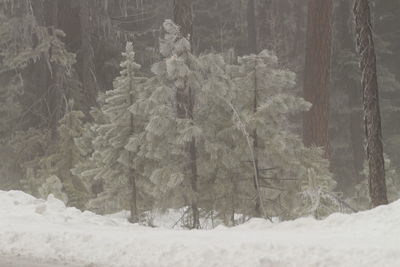 Close-up of snow covered trees in forest