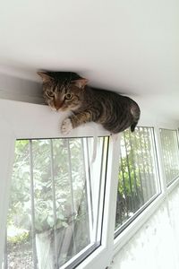 Cat climbed on window