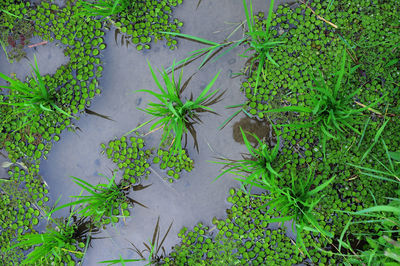 High angle view of plants growing on field