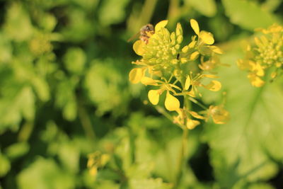 Close-up of yellow flowering plant