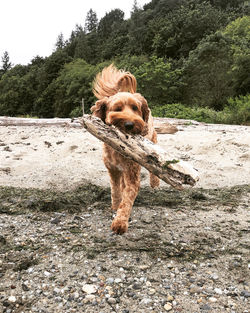 Lucy finds a stick