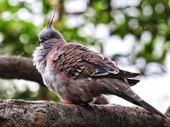 Close-up of bird perching on branch