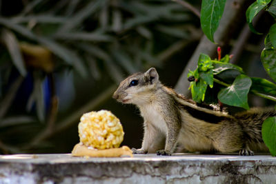 Close-up of lizard eating plant