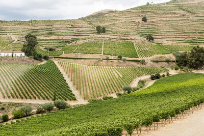 View of vineyard