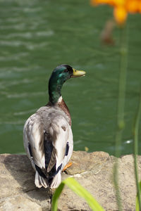 Close-up of bird perching on a lake