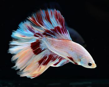 Close-up of fish swimming in sea