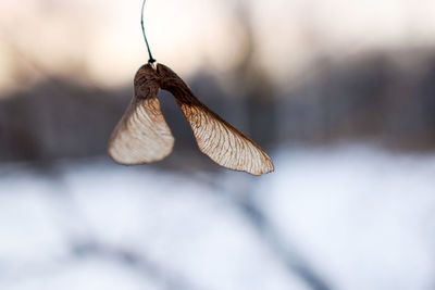 Close-up of dried mushroom growing in winter