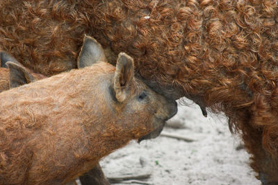 Close-up of a piglet