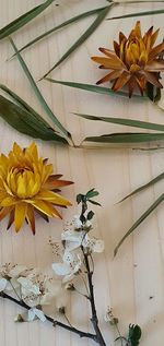 Close-up of wilted plant against wall