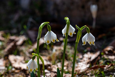 Close-up of white flowering plant on field